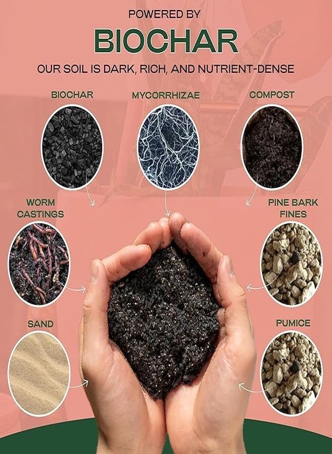 Rosy Soil Cactus and Succulent Organic Potting Soil Mix for House Plants - Fast Draining, Root Boosting, Peat-Free, Less Prone to Gnats - Drought-Tolerant - Growth of Aloe Vera, Cacti and Indoor Succulents- 4qt - Image 2