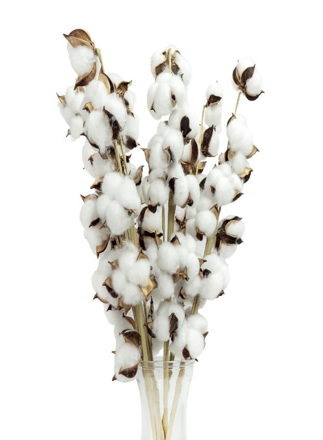 سوبر موس أغصان قطن سوبرموس بروفلورا مجففة طبيعية بالكامل - 54 قطعة، أغصان قطن بطول 24 بوصة لتزيين المنزل، وديكور حفلات الزفاف، وديكور جدران المنازل الريفية، وملء المزهريات، وتنسيقات الزهور، عبوة من 6 قطع، (99999) - Image 1