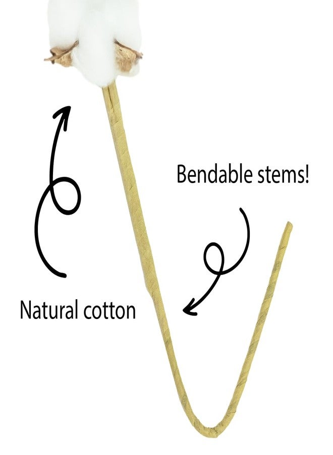 سوبر موس أغصان قطن سوبرموس بروفلورا مجففة طبيعية بالكامل - 54 قطعة، أغصان قطن بطول 24 بوصة لتزيين المنزل، وديكور حفلات الزفاف، وديكور جدران المنازل الريفية، وملء المزهريات، وتنسيقات الزهور، عبوة من 6 قطع، (99999) - Image 2
