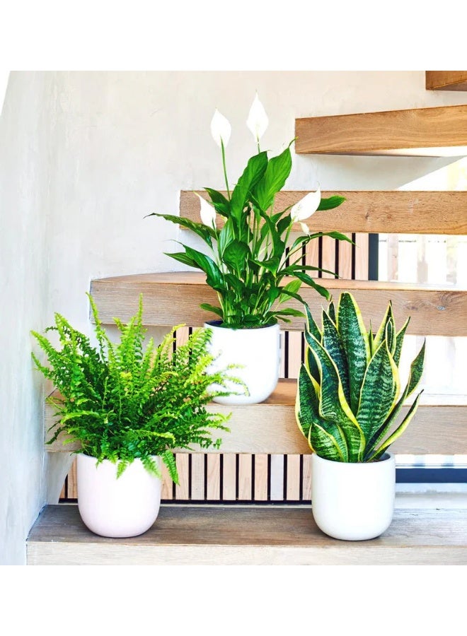Air Purifying Large Indoor Plants Bundle – Snake Plant, Peace Lily & Boston Fern in White Ceramic Pots