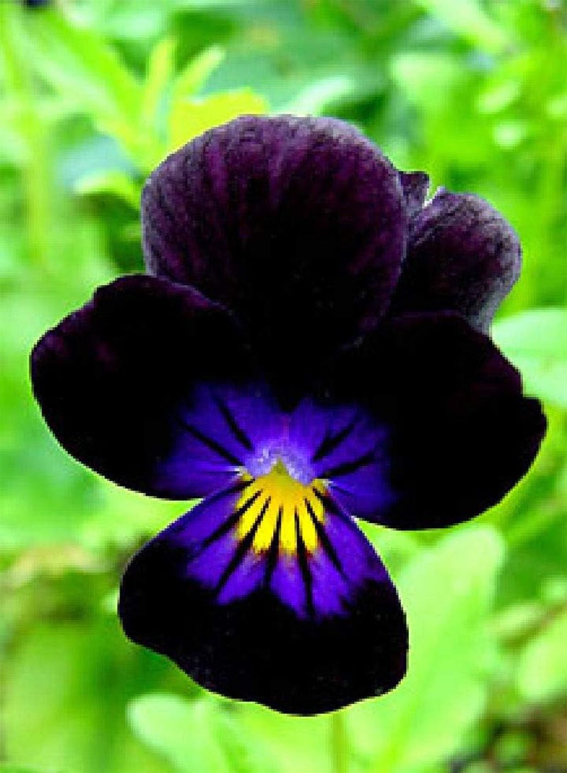 جي جوت بذور زهرة فيولا سوير السوداء المعمرة، 240 × (0.219 جرام تقريبًا) - Image 1