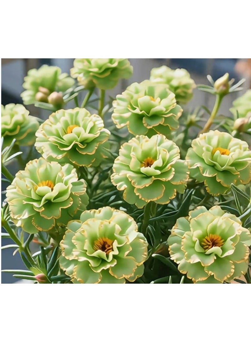 200PCS Golden-edged Moss-Rose Purslane Double Flower Seeds New Portulaca Seeds - Image 1