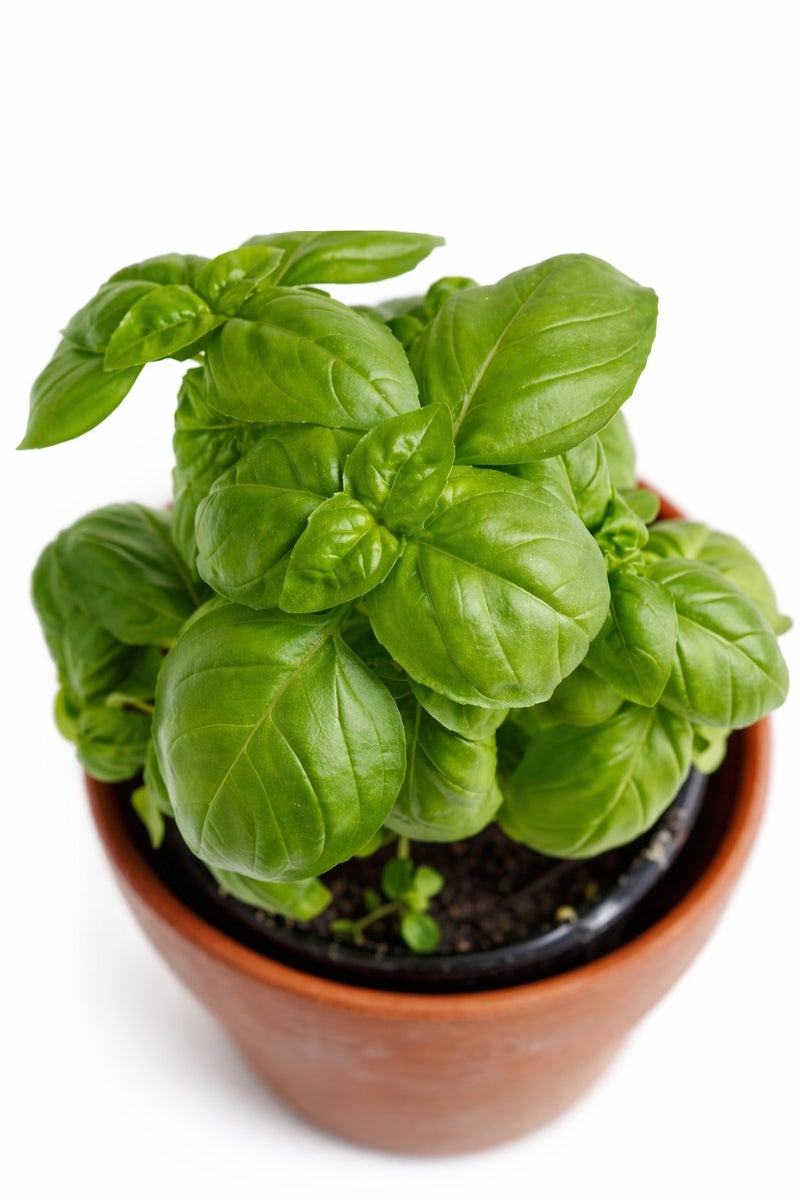 vsell24 3Pack Organic Basil Seeds For Planting Grow Basil At Home Non GMO Vegetable Seeds With 98% Cleaness, 95% Purity, 85% Germination Rate 10g - Image 2