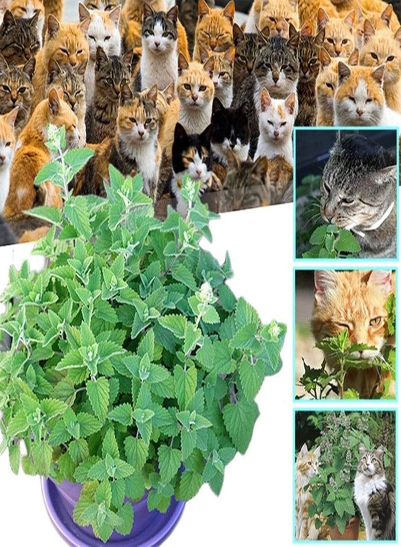 GGOOT Green Garden Flower Plants-1 Bag Catnip Seeds Fresh Prolific Easy Growing Catswort Herb Seeds for Garden - Catnip Seed - Image 1