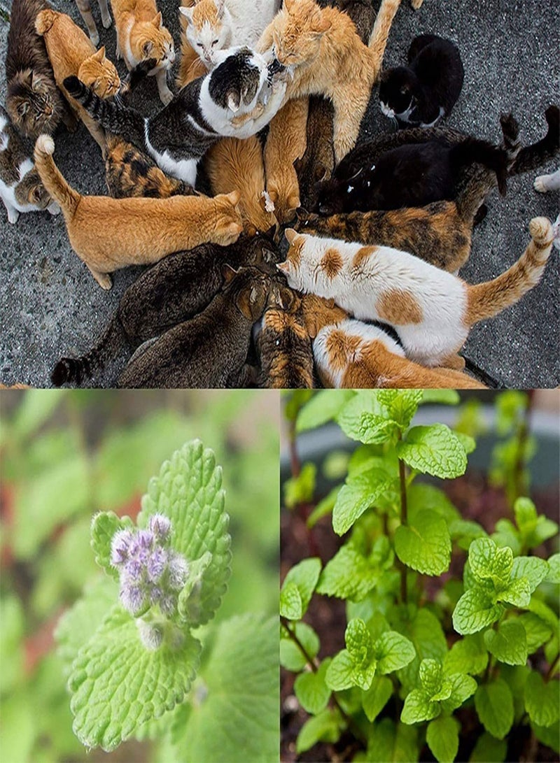 GGOOT Green Garden Flower Plants-1 Bag Catnip Seeds Fresh Prolific Easy Growing Catswort Herb Seeds for Garden - Catnip Seed - Image 5