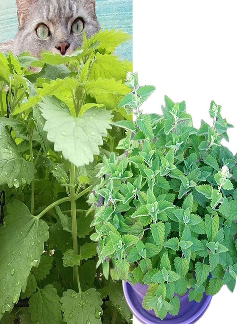 GGOOT Green Garden Flower Plants-1 Bag Catnip Seeds Fresh Prolific Easy Growing Catswort Herb Seeds for Garden - Catnip Seed - Image 2