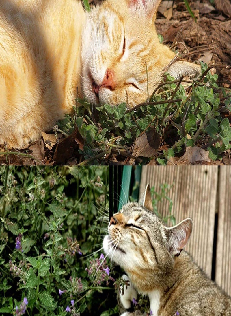 GGOOT Green Garden Flower Plants-1 Bag Catnip Seeds Fresh Prolific Easy Growing Catswort Herb Seeds for Garden - Catnip Seed - Image 4