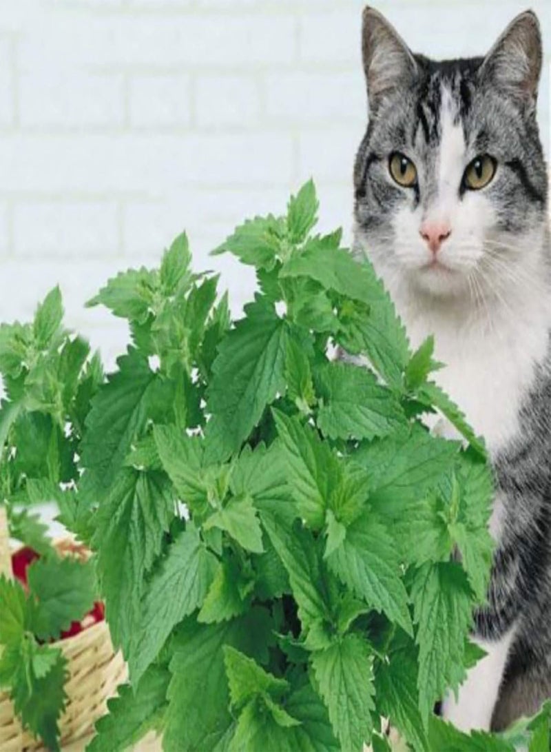 GGOOT Green Garden Flower Plants-1 Bag Catnip Seeds Fresh Prolific Easy Growing Catswort Herb Seeds for Garden - Catnip Seed - Image 3
