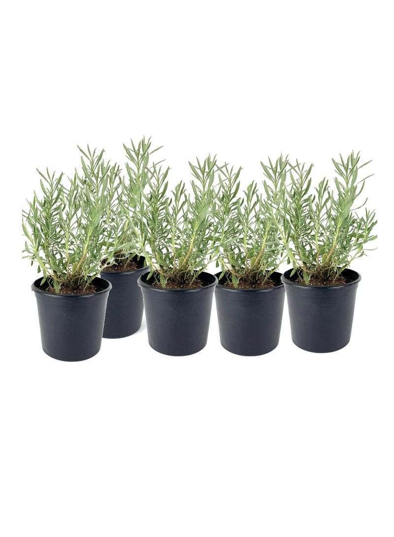 المالكي لاندسكيب  5 شتلات لافندر جاهزة للزراعة المنزلية والحدائق والحقول - Image 1