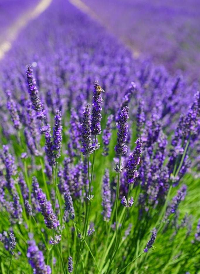 المالكي لاندسكيب  5 شتلات لافندر جاهزة للزراعة المنزلية والحدائق والحقول - Image 2