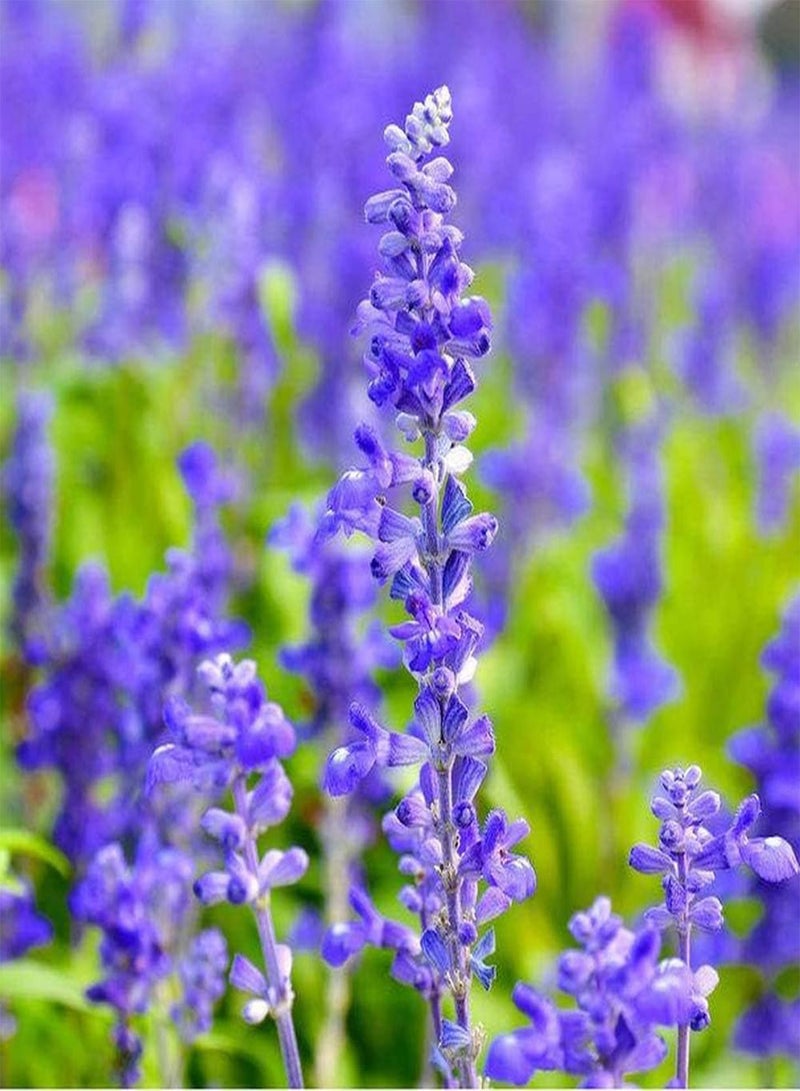 GGOOT 50Pcs Lavender Seeds Purple Flowers Heirloom Perennial Flowering Herbs for Outdoor Field Planting Beautiful Flowers Bring A Sense of Accomplishment - Image 1