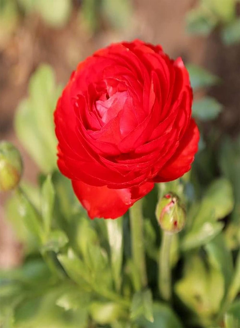 GGOOT 6pcs Heirloom Ranunculus seeds Grow Your Own Vivid Red Buttercup Flowers Easy to Care Enjoy Joy of Viewing Beautiful Scenery - Image 2