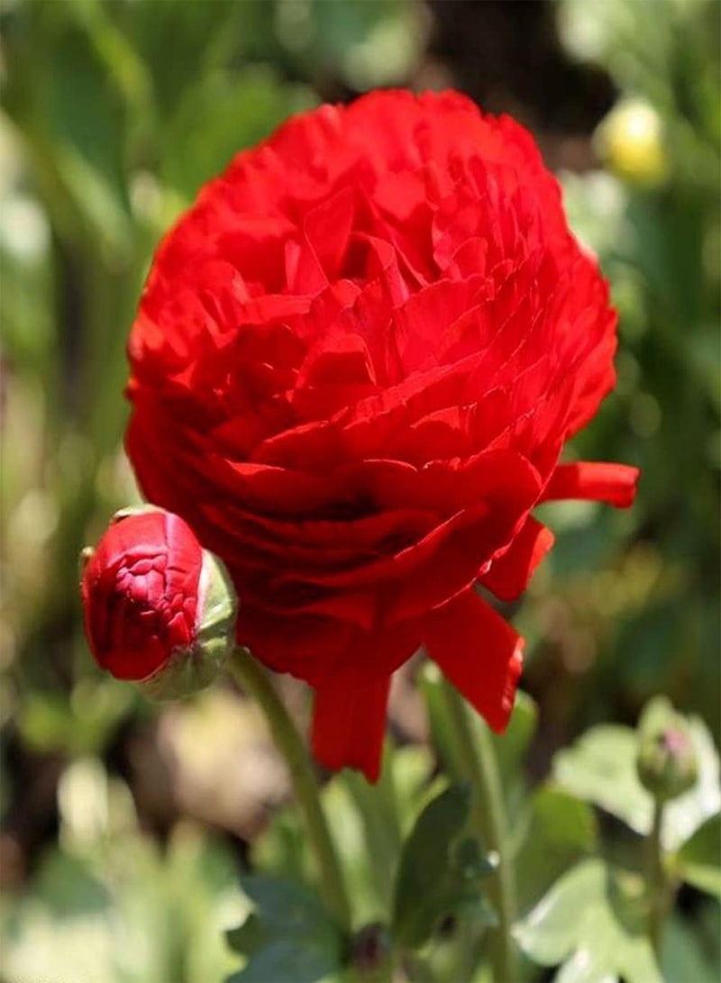 GGOOT 6pcs Heirloom Ranunculus seeds Grow Your Own Vivid Red Buttercup Flowers Easy to Care Enjoy Joy of Viewing Beautiful Scenery - Image 1