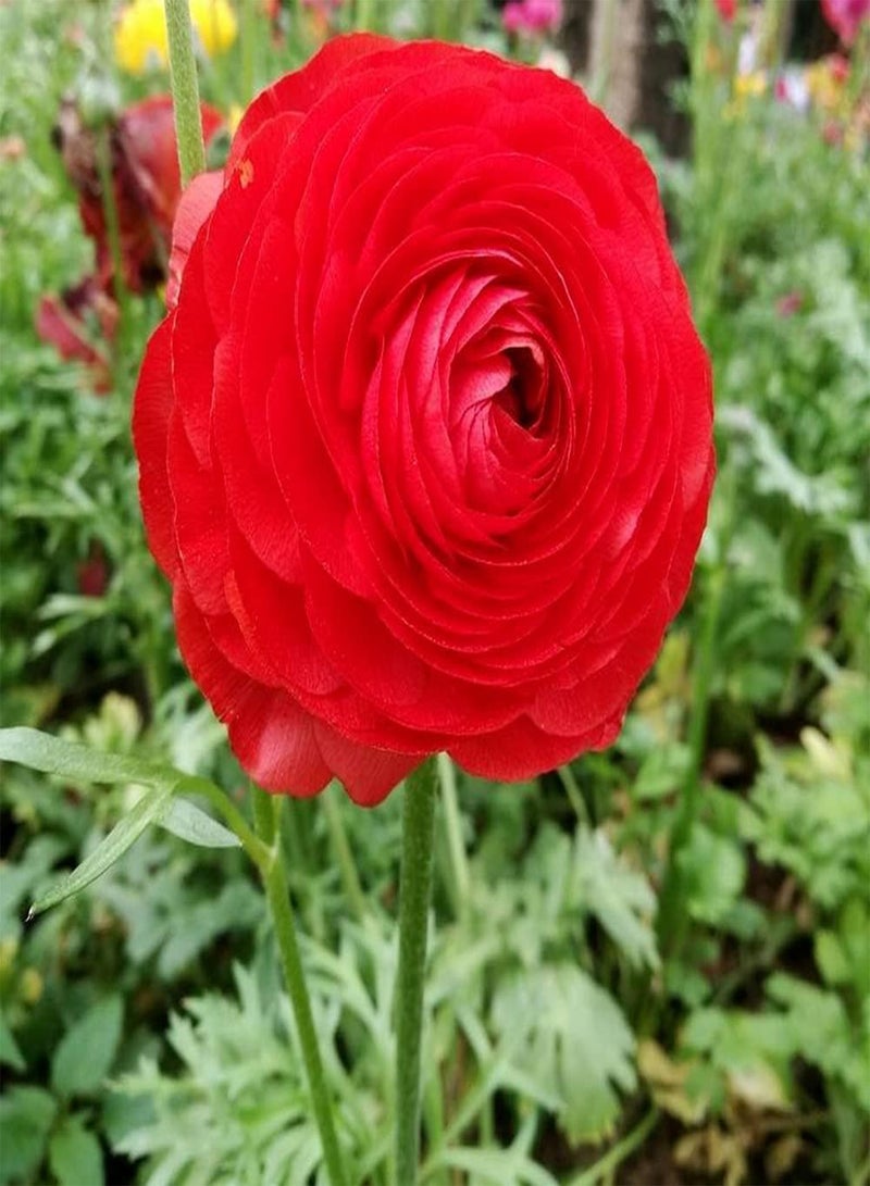GGOOT 6pcs Heirloom Ranunculus seeds Grow Your Own Vivid Red Buttercup Flowers Easy to Care Enjoy Joy of Viewing Beautiful Scenery - Image 3