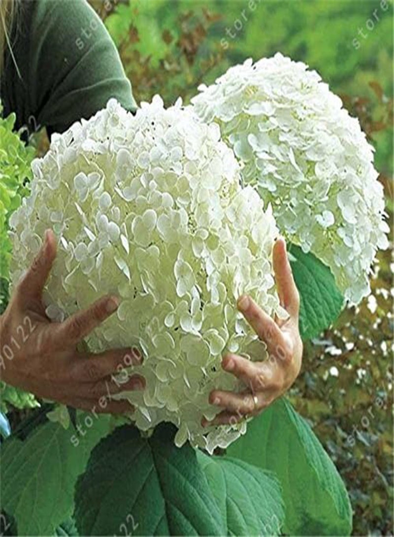 GGOOT Seeds 20 Seeds/Skull Skirt Porcelain Ortensie Ortensia Flowers 12 Colors Natural Growth for The Sowing House Garden: Only Seeds - Image 4