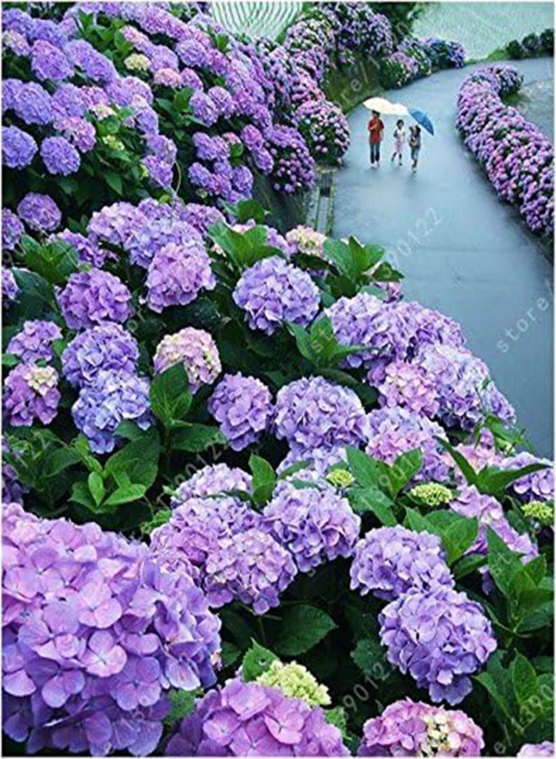 GGOOT Seeds 20 Seeds/Skull Skirt Porcelain Ortensie Ortensia Flowers 12 Colors Natural Growth for The Sowing House Garden: Only Seeds - Image 2