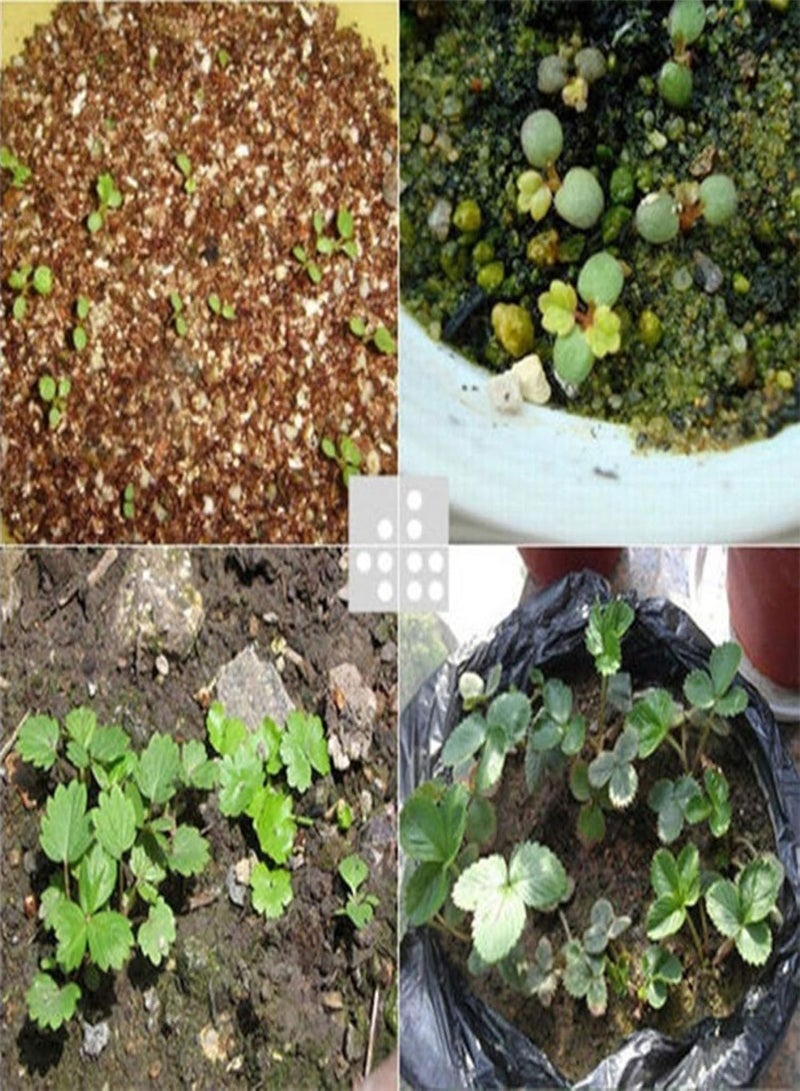 جي جوت 200 قطعة/حقيبة من بذور ليثوبس، نبات عصاري معمر سهل العناية، نباتات خارجية، بذور نموذجية للزراعة في المكتب، حديقة الفناء الخارجي، 1 بذور ليثوبس - Image 3