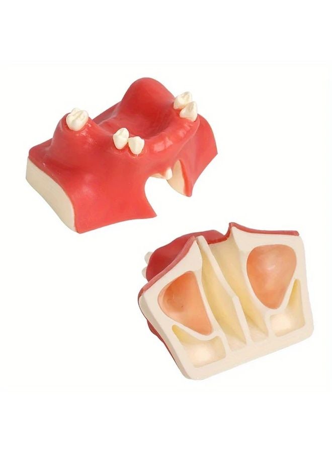 Dental Implant Practice Model Upper Jaw Sinus Lift Restoration Teeth 1Pcs Dentist Training - Image 2