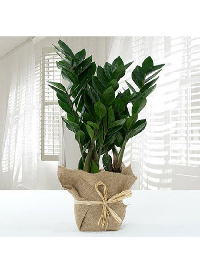Ferns N Petals Jute Wrapped Zamia Potted Plant