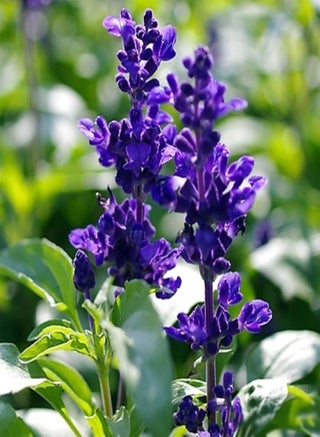 100Pcs Wild Blue Sage Salvia Officinalis Heirloom Herb Seed Garden Decor - pzsku/ZEB65EE2004B6F28AB80FZ/45/1743068545/1249e39d-abcb-4f8a-a015-ca859cf27350
