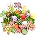 Jutom Jutom 32 Pieces Mini Artificial Succulents Realistic Artificial Succulent Plants Colorful Faux Succulents Mini Small  - Image 2