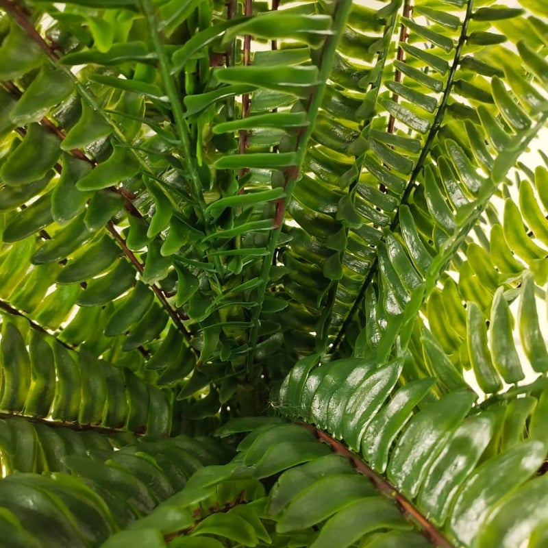 FOX & FERN FOX FERN Artificial Real Touch Imported Fern Potted Plant Elevate Any Corner of Your HomeGarden Best for Gifting Party Wedding and Home Decor Ht 70CM 70CMFP - Image 4