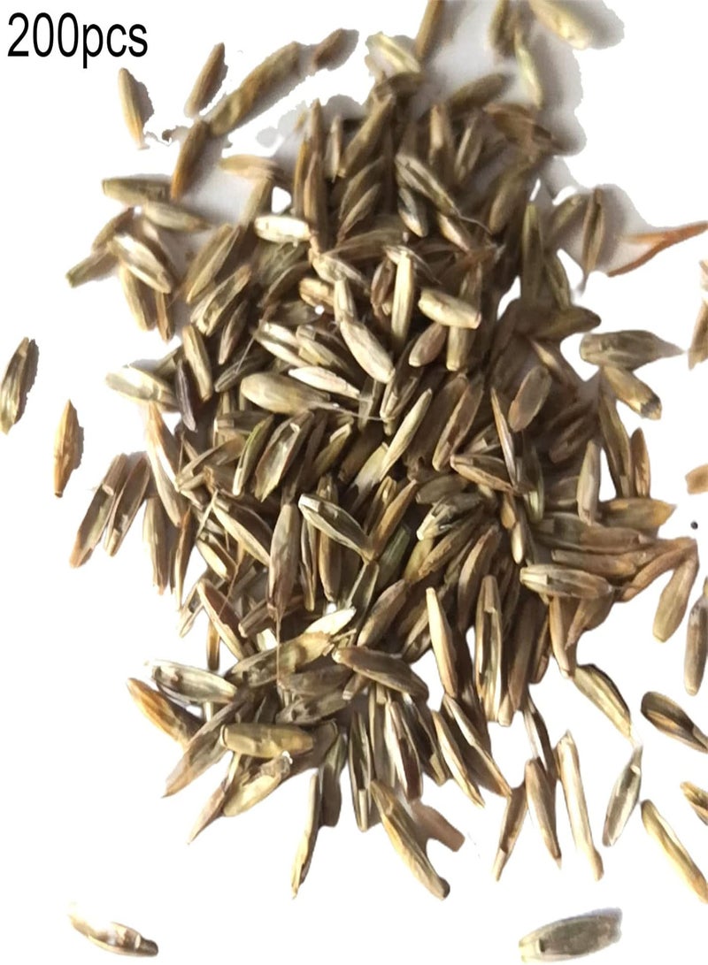 GGOOT 200Pcs/Bag Multicolor Rabbit Tail Grass Seeds Good Harvest Easy Survival Charming Garden Gifts Plant Seeds Yard Golden - Image 4