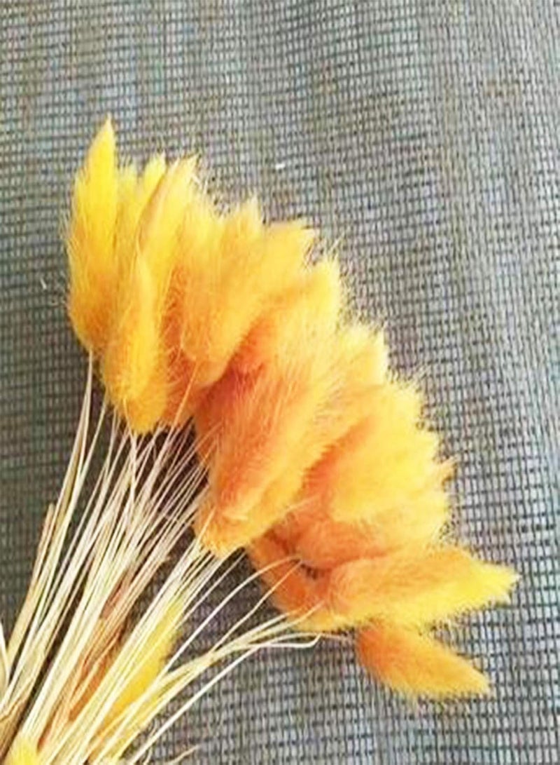 GGOOT 200Pcs/Bag Multicolor Rabbit Tail Grass Seeds Good Harvest Easy Survival Charming Garden Gifts Plant Seeds Yard Golden - Image 1