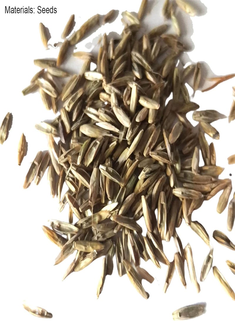 GGOOT 200Pcs/Bag Multicolor Rabbit Tail Grass Seeds Good Harvest Easy Survival Charming Garden Gifts Plant Seeds Yard Golden - Image 5