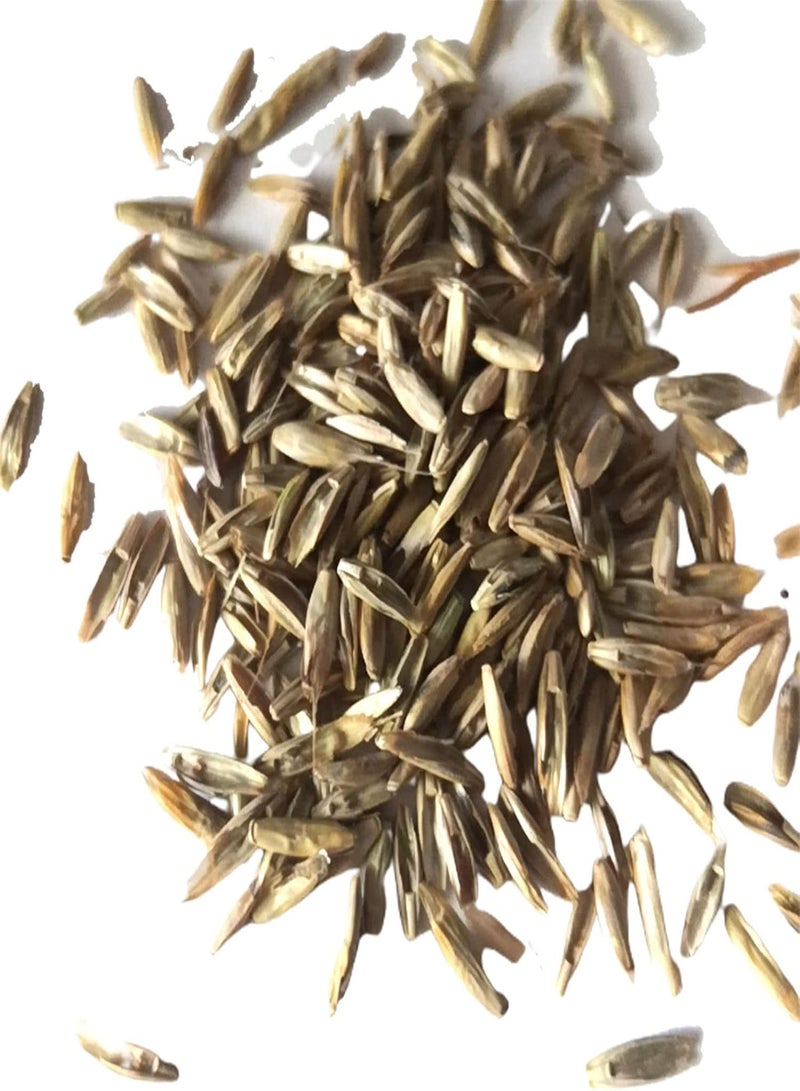 GGOOT 200Pcs/Bag Multicolor Rabbit Tail Grass Seeds Good Harvest Easy Survival Charming Garden Gifts Plant Seeds Yard Golden - Image 3