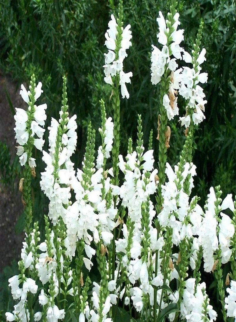 GGOOT Physostegia virginiana Crown of Snow x25 Easy to Grow - Image 1