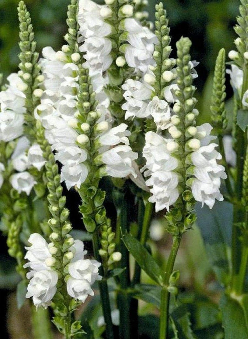 GGOOT Physostegia virginiana Crown of Snow x25 Easy to Grow - Image 2