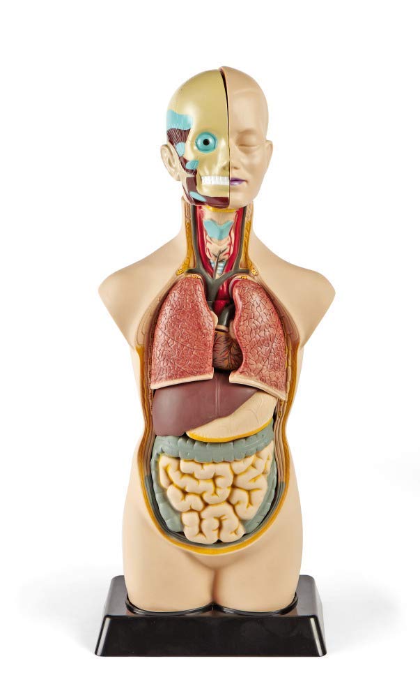 hand2mind 19 Inch Tabletop Human Torso Model Anatomically Accurate Kit 10 Removable Human Organs Anatomy Model for Kids Human Anatomy Torso Model Science School Supplies Trachea Model - Image 2