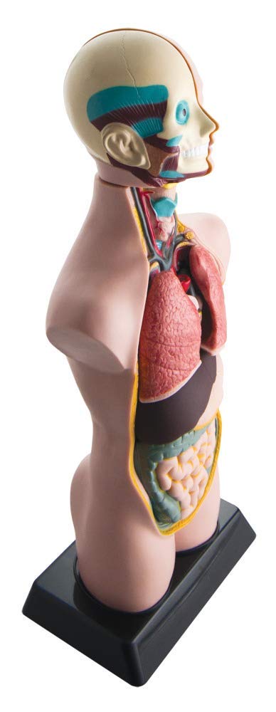 hand2mind 19 Inch Tabletop Human Torso Model Anatomically Accurate Kit 10 Removable Human Organs Anatomy Model for Kids Human Anatomy Torso Model Science School Supplies Trachea Model - Image 3