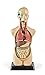 hand2mind 19 Inch Tabletop Human Torso Model Anatomically Accurate Kit 10 Removable Human Organs Anatomy Model for Kids Human Anatomy Torso Model Science School Supplies Trachea Model - Image 4