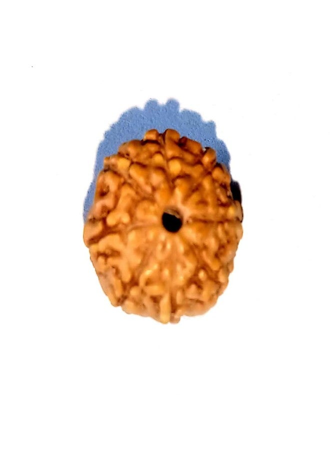 Devama The Divine™ Original lab Tested Nepal Origin 8 mukhi Lord Ganesha rudraksh Java Bead with authentication/Guarantee Card - Image 2