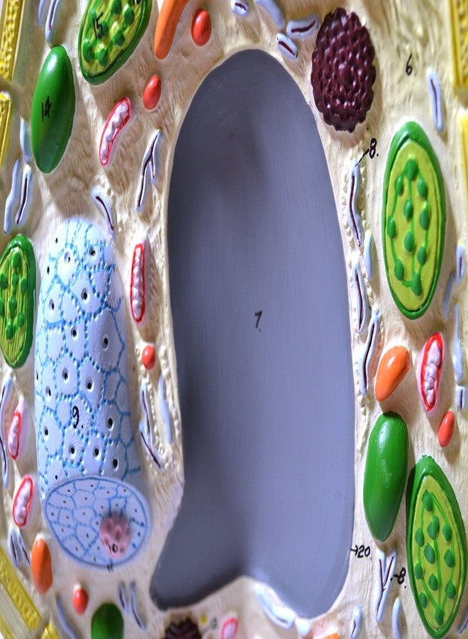Eisco - 3D Plant Cell Model Free-Standing 10.5" x 8.5" Greatly Magnified with Labeled Organelles for Biology Education - Image 3