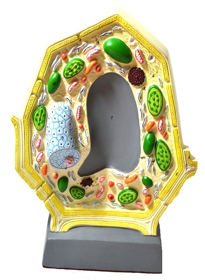 Eisco - 3D Plant Cell Model Free-Standing 10.5" x 8.5" Greatly Magnified with Labeled Organelles for Biology Education - Image 2