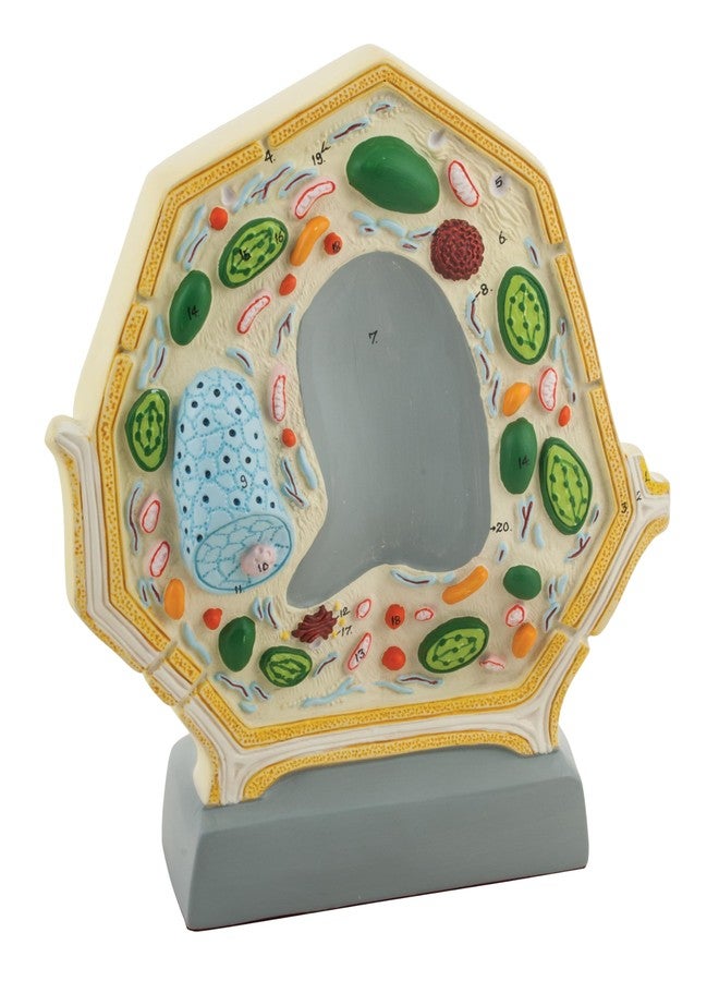 Eisco - 3D Plant Cell Model Free-Standing 10.5" x 8.5" Greatly Magnified with Labeled Organelles for Biology Education - Image 1