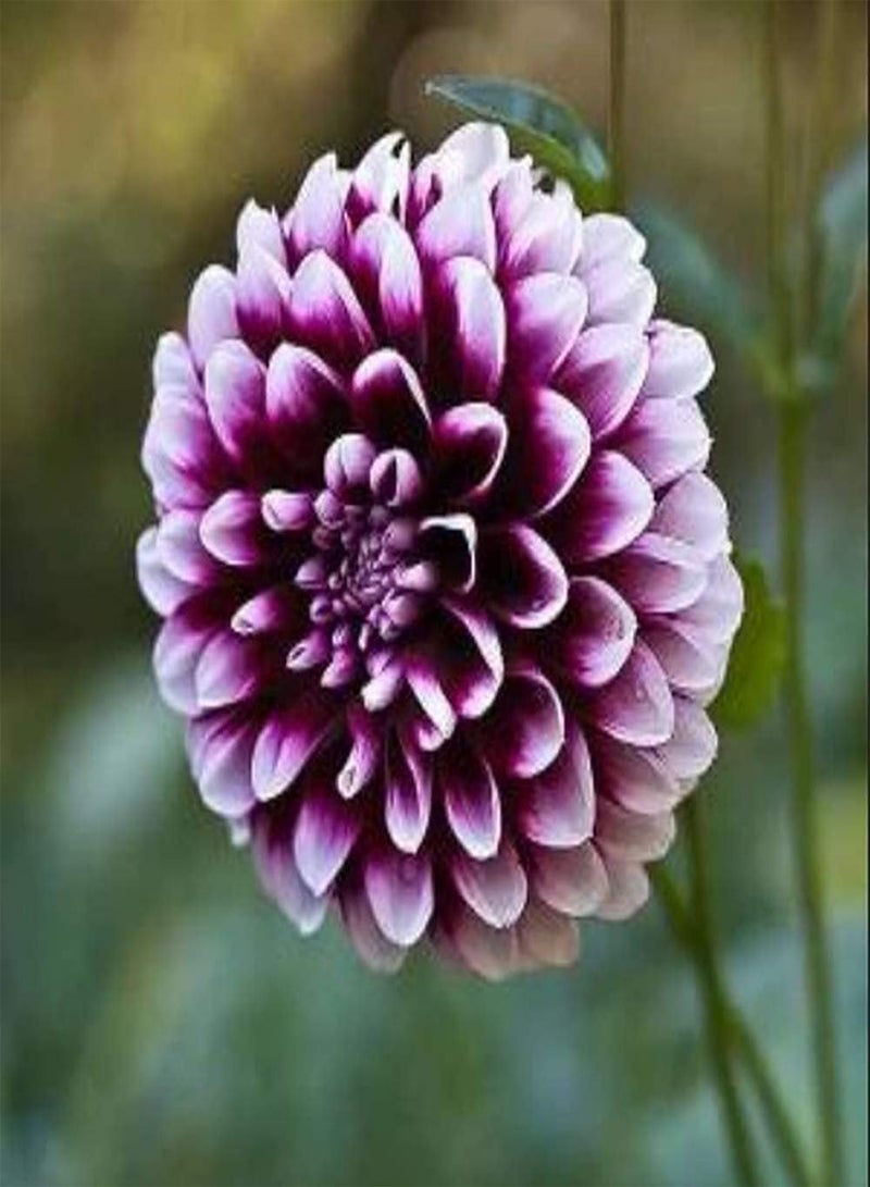 جي جوت 5 قطع من بذور الداليا بألوان زاهية تزين الحديقة في الصيف، سهلة العناية، متنوعة، معمرة، درنات عشبية موروثة، زراعة خارجية - Image 2