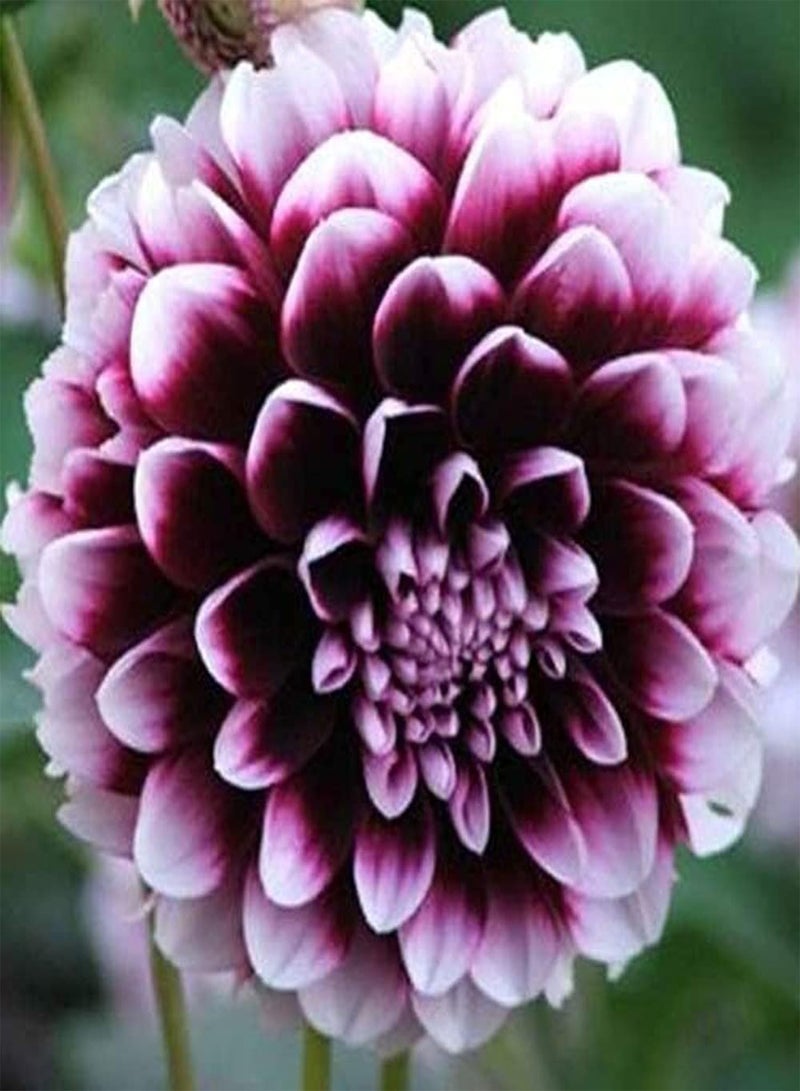 جي جوت 5 قطع من بذور الداليا بألوان زاهية تزين الحديقة في الصيف، سهلة العناية، متنوعة، معمرة، درنات عشبية موروثة، زراعة خارجية - Image 1