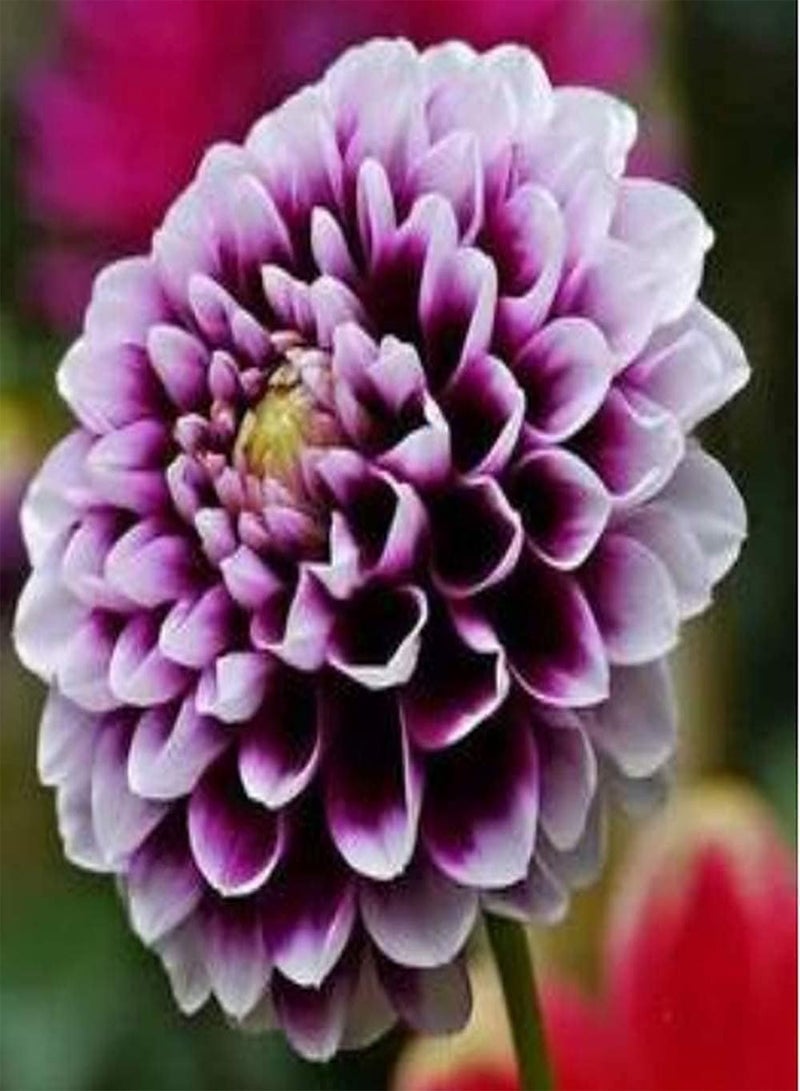 جي جوت 5 قطع من بذور الداليا بألوان زاهية تزين الحديقة في الصيف، سهلة العناية، متنوعة، معمرة، درنات عشبية موروثة، زراعة خارجية - Image 3