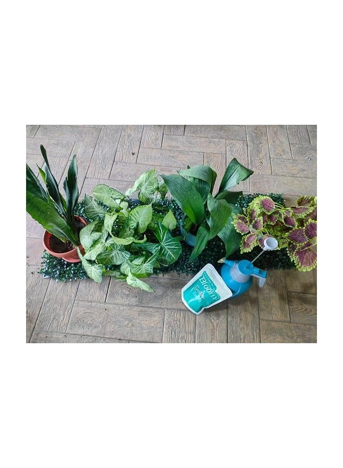Garden Hub Indoor Plant Lovers Collection - Image 1
