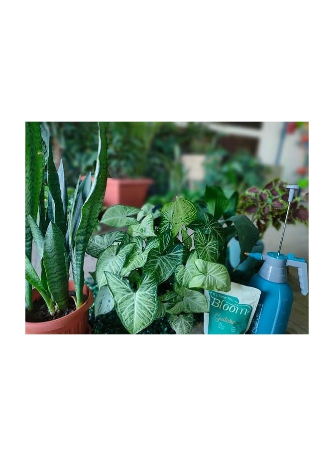 Garden Hub Indoor Plant Lovers Collection - Image 2