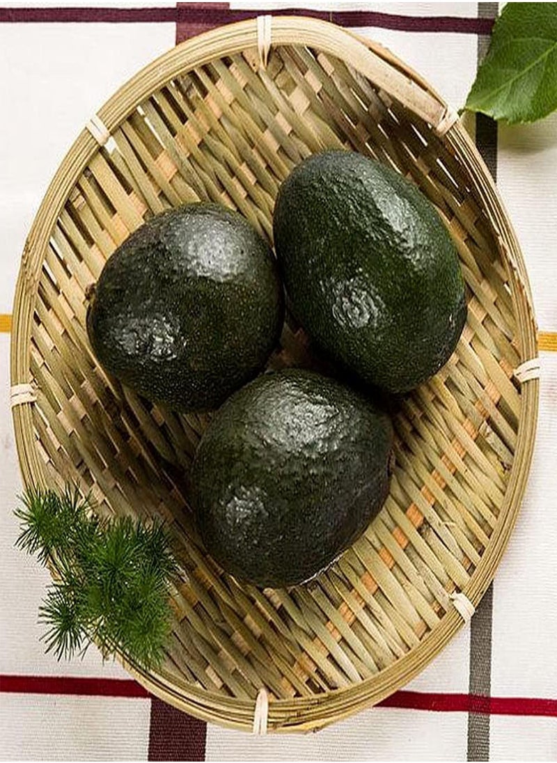 GGOOT - 5Pcs Avocado Seeds - Image 1