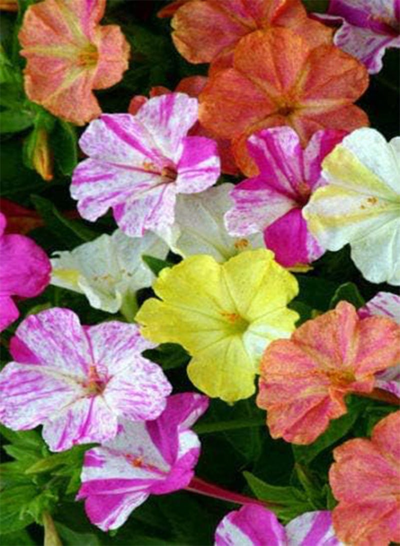 جي جوت بذور طازجة - بذور فور أوكلوك المختلطة، أعجوبة بيرو، بذور زهور موروثة غير معدلة وراثيًا، 75 قطعة