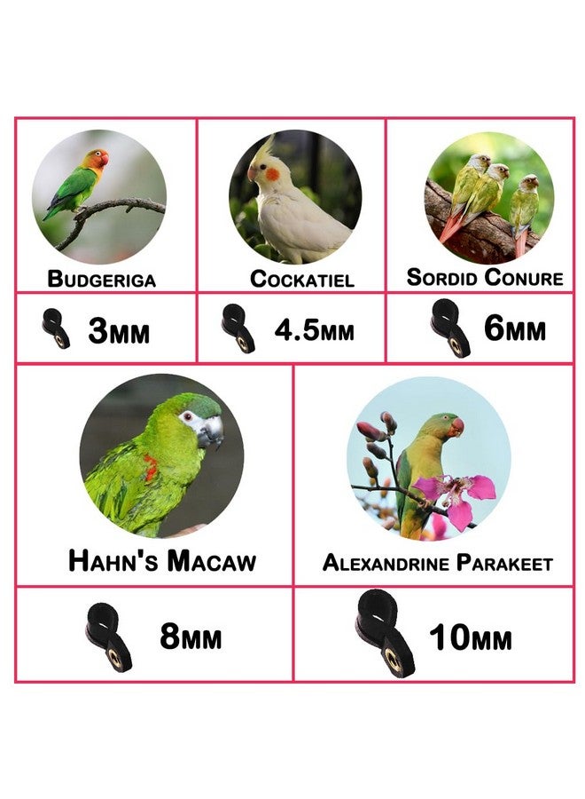 kcrygogo Parrot Bird Harness Leash Anti-bite Outdoor Flying Training Rope with 5pcs Different Sizes of Soft Foot Loops and Training Whistle(Upgraded Version of Ankle Ring) - Image 3