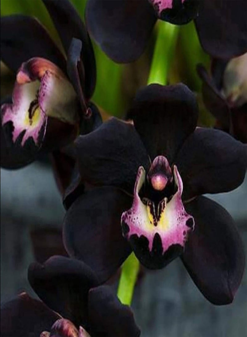 GGOOT 100Pcs/Bag Orchid Seeds for Planting,Non GMO Attractive Black Bonsai Garden Flower Seeds for Home - Cymbidium Seeds - Image 4