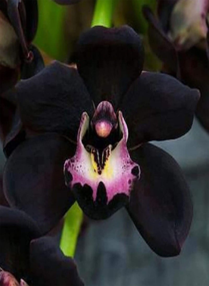 GGOOT 100Pcs/Bag Orchid Seeds for Planting,Non GMO Attractive Black Bonsai Garden Flower Seeds for Home - Cymbidium Seeds - Image 3