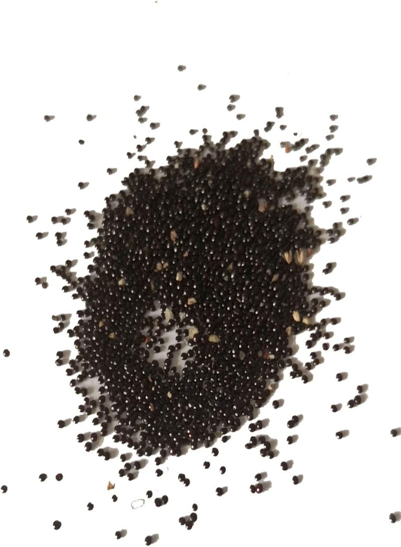 GGOOT 100Pcs/Bag Orchid Seeds for Planting,Non GMO Attractive Black Bonsai Garden Flower Seeds for Home - Cymbidium Seeds - Image 5